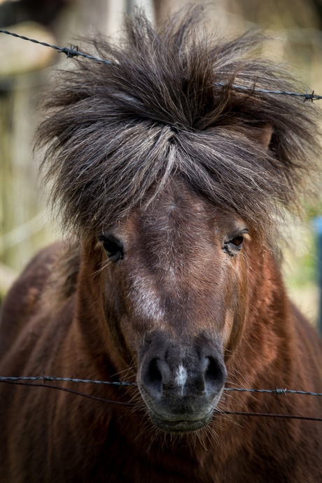 Nieuwsgierig paardje