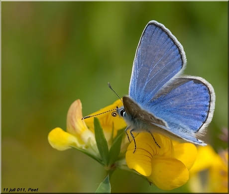 Blauwtje