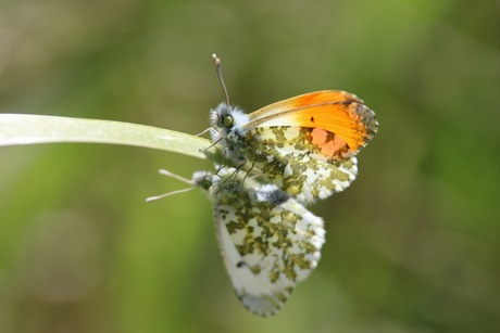 vlinders in de buik