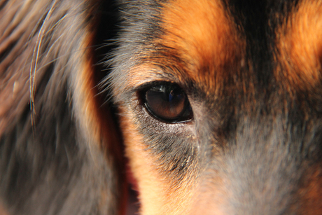 doggy's eye