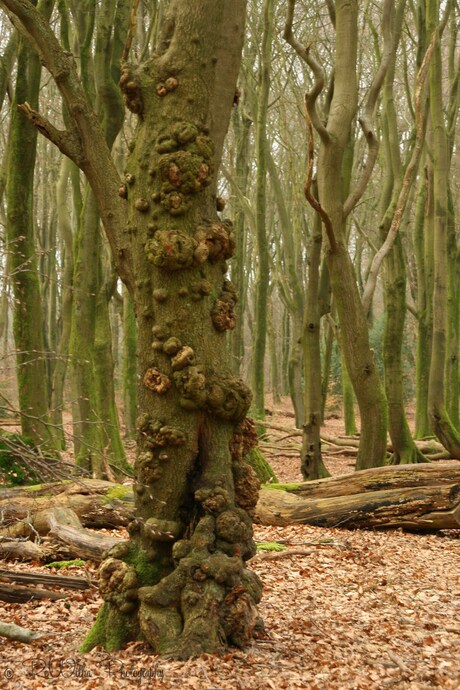 Dansende Bomen