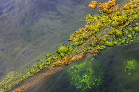 Landmannalaugar - Kleurrijke algen