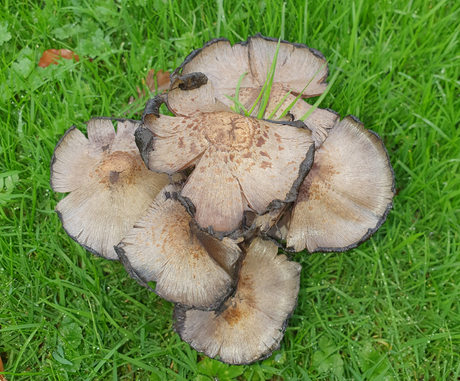 groep paddenstoelen