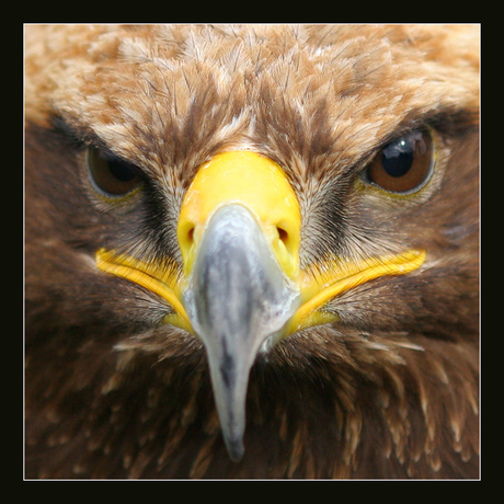 woestijnbuizerd