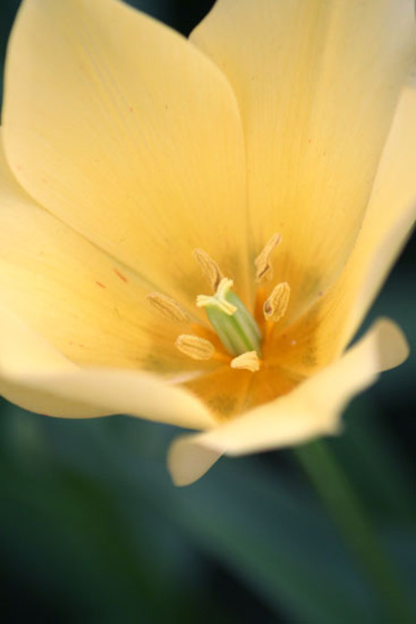 Keukenhof 2007