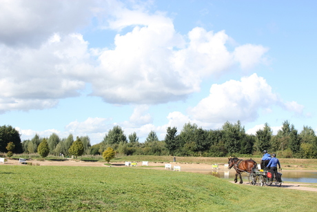 Paarden op een mooie dag