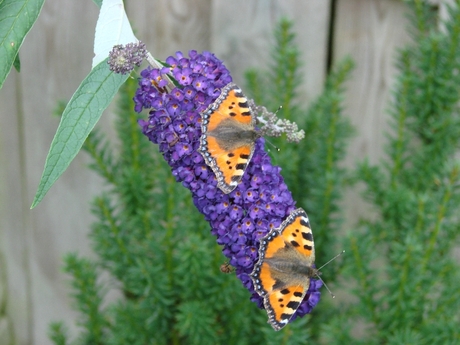 vlinders op vlinderstruik