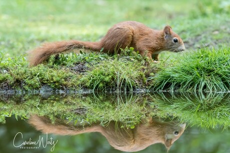 Spiegelbeeld