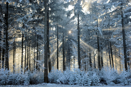 Gevangen bos