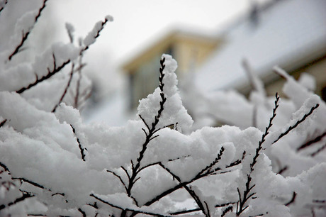Sneeuw in boompje