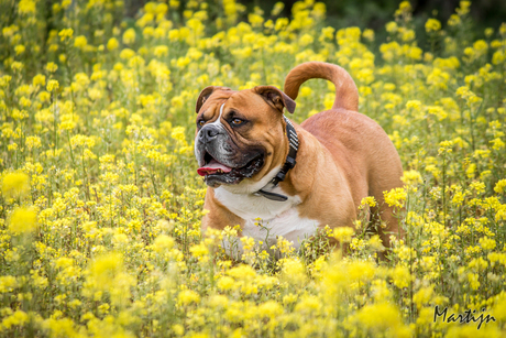 Between the flowers