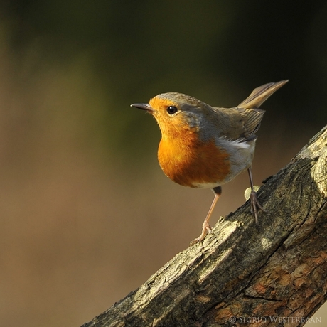 Roodborst