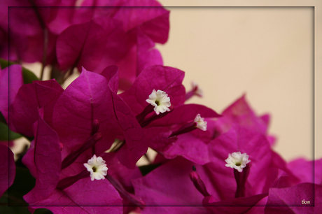 Bougainvillea