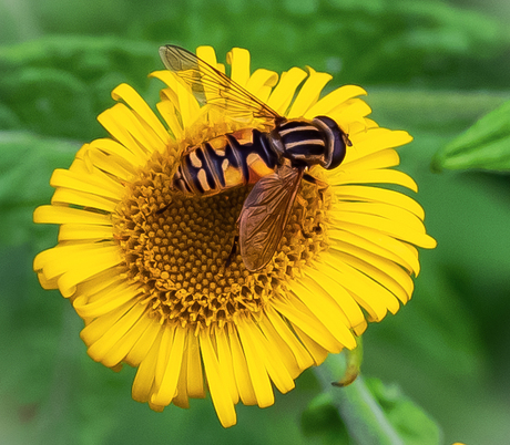 Macro 