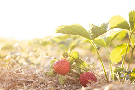 Aardbeien