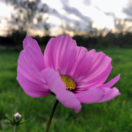 Cosmea 