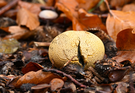 Gele aardappelbovist