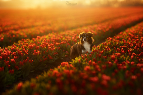 Golden hour
