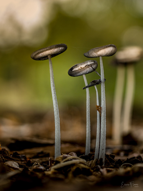 Hazenpootje (coprinus lagopus)