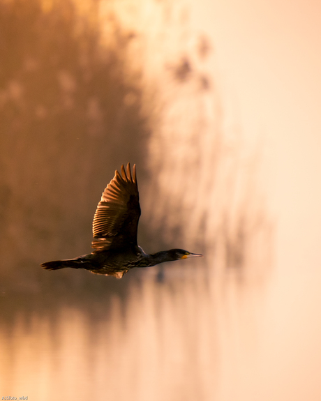 Aalscholver bij zonsopgang.