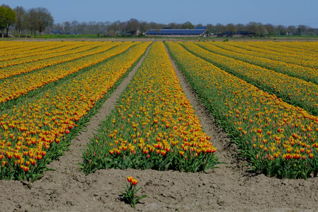 tulpenveld