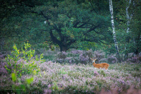 Ree in de vroege ochtend