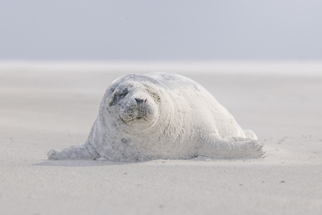 zeehond op strand Ameland