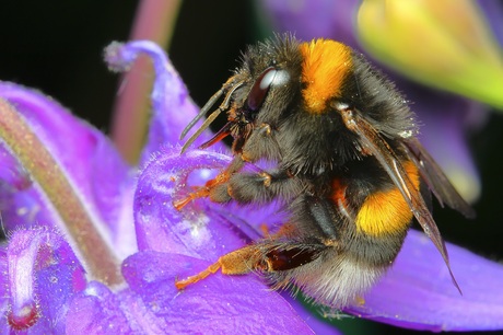 Aardhommel op de Akelei