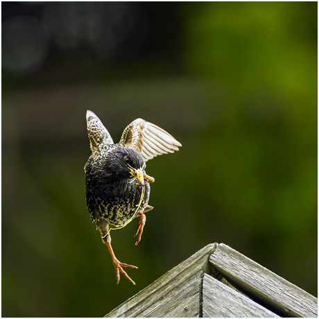 Spreeuw in actie