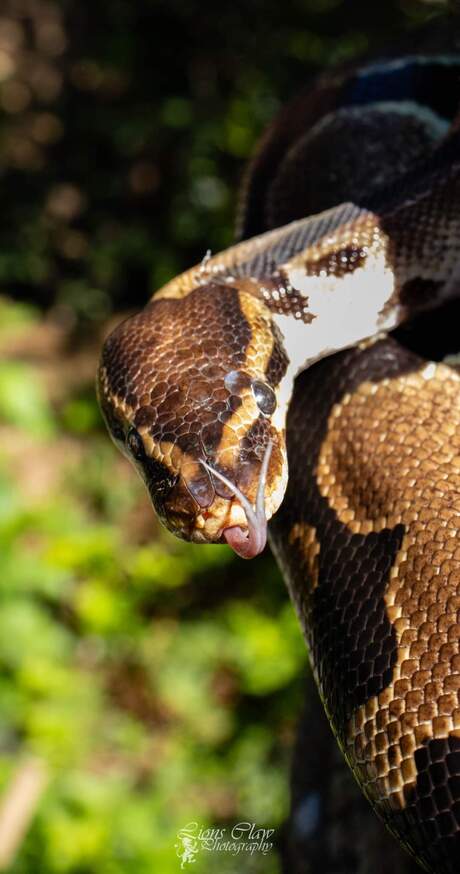 Koningspython/Python Regius 