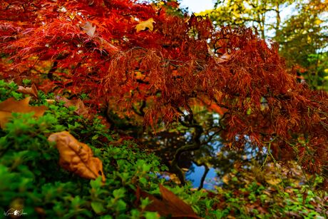 Japanese maple red