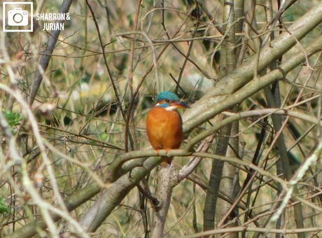 Ijsvogel