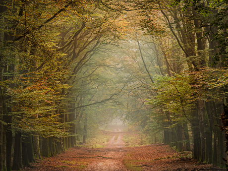 Veluwe Forest