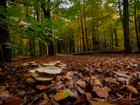 Paddenstoelen in het bos