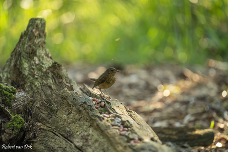 Juveniele Roodborst