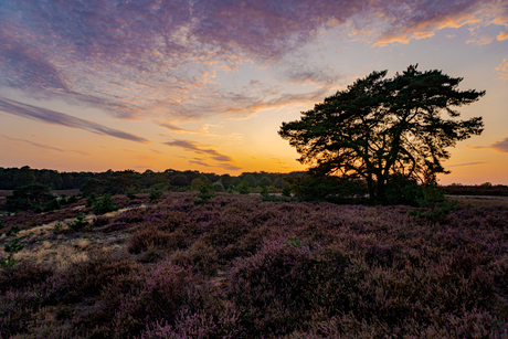 Sunset Brunssummerheide