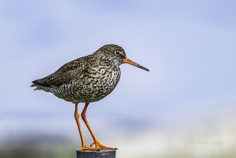 Tureluur, maar welke?