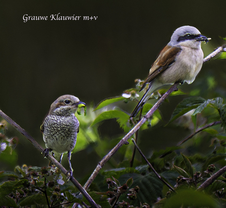 Grauwe Klauwier M+V