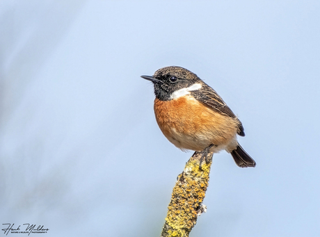 Roodborsttapuit (Saxicola rubicola)