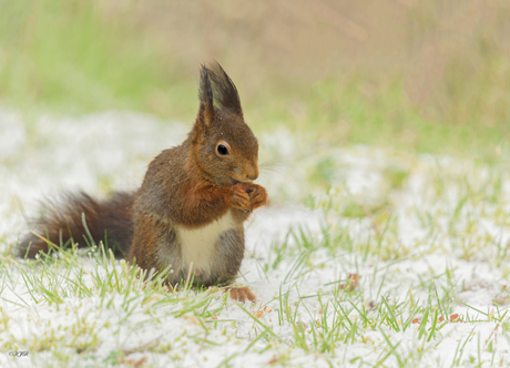 "Sneeuwknabbel"