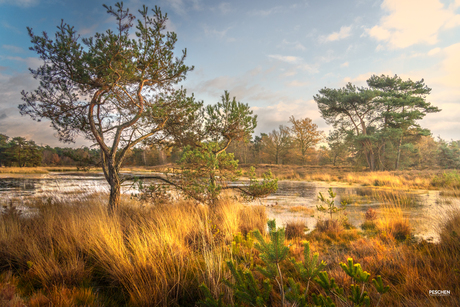 Beegderheide