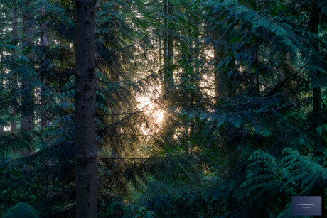 Ochtendgloren in 't Speulderbos