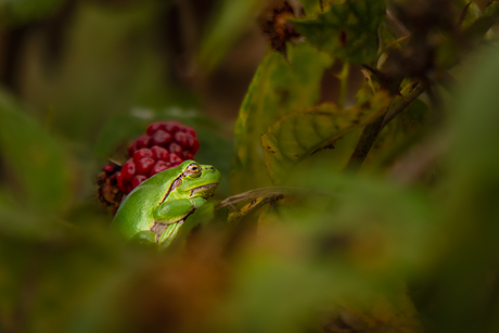 Europeese boomkikker