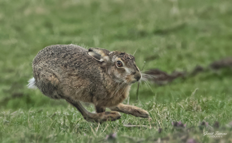 De sprint van de Haas