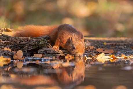 Drinkende Eekhoorn