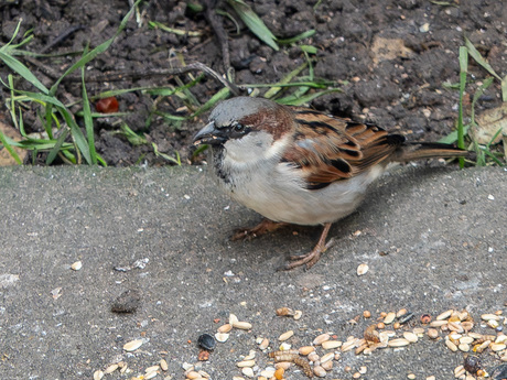 Eén van de bezoekers.