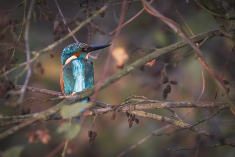 Ijsvogel