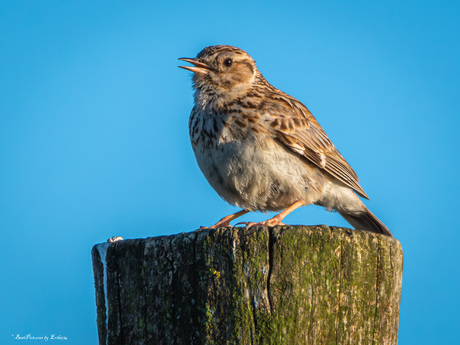 Juveniel Boomleeuwerik