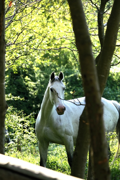 Wild paard in bos