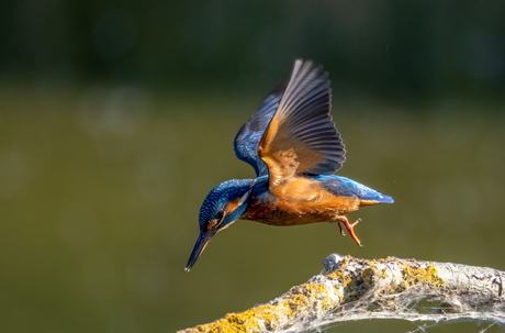 IJsvogeltje